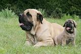 MASTIFF 060